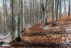 Sepsiszentgyörgy, Honvéd-kút körüli erdő