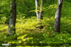 Májuszöld színek egy Sepsiszentgyörgy közeli erdőben