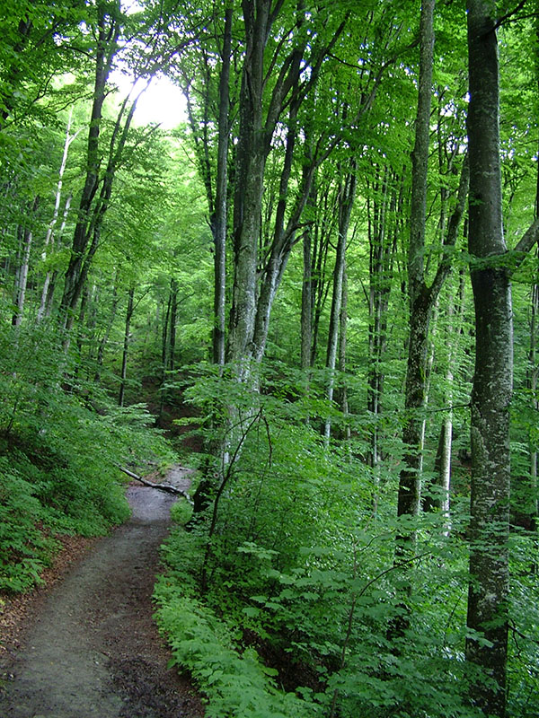 Nyílt levél a Schweighofer beruházásban érdekelt helyi politikusokhoz!