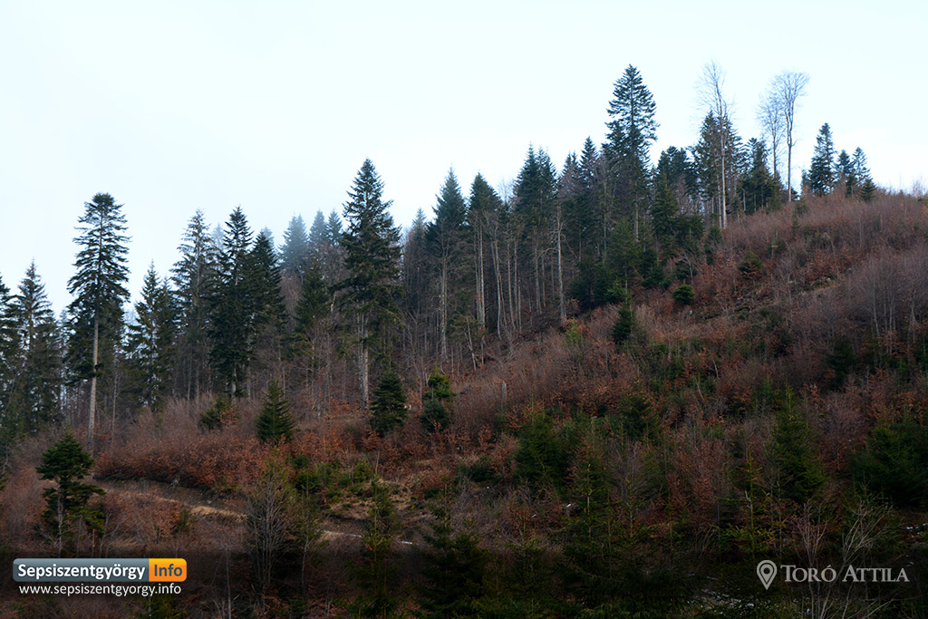 Az erdőknek nem hoz megváltást a megújított kerettörvény