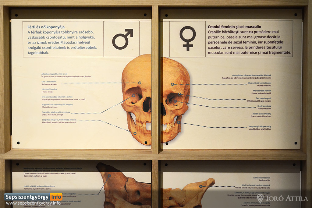 sznm dr csont sepsiszentgyorgy 17