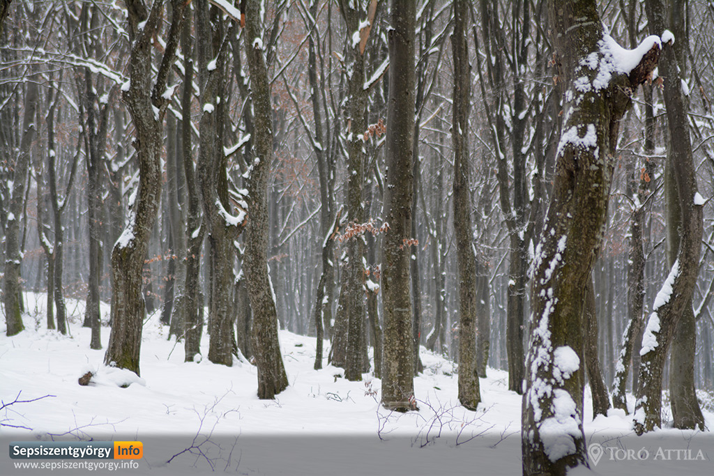 mt_gallery: sepsiszentgyorgy pace 01