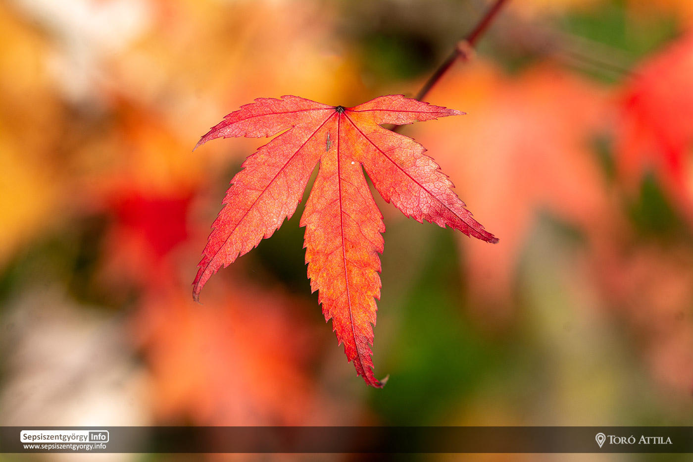 Az Erzsébet-park aprócska őszi színfoltjai - fotó Toró Attila
