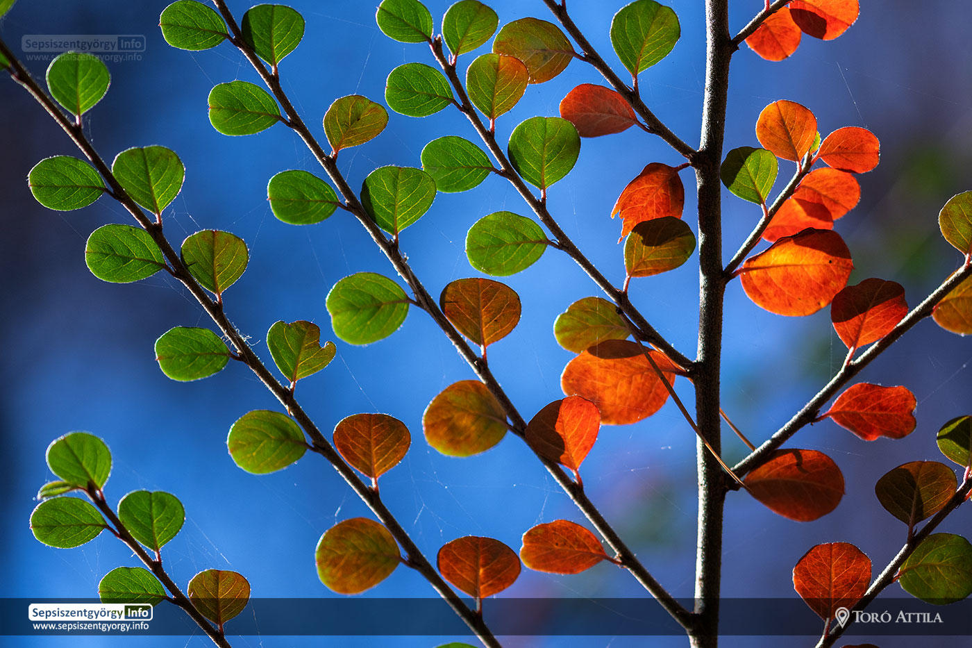 Késő őszi színvarázs a sepsiszentgyörgyi Erzsébet parkban