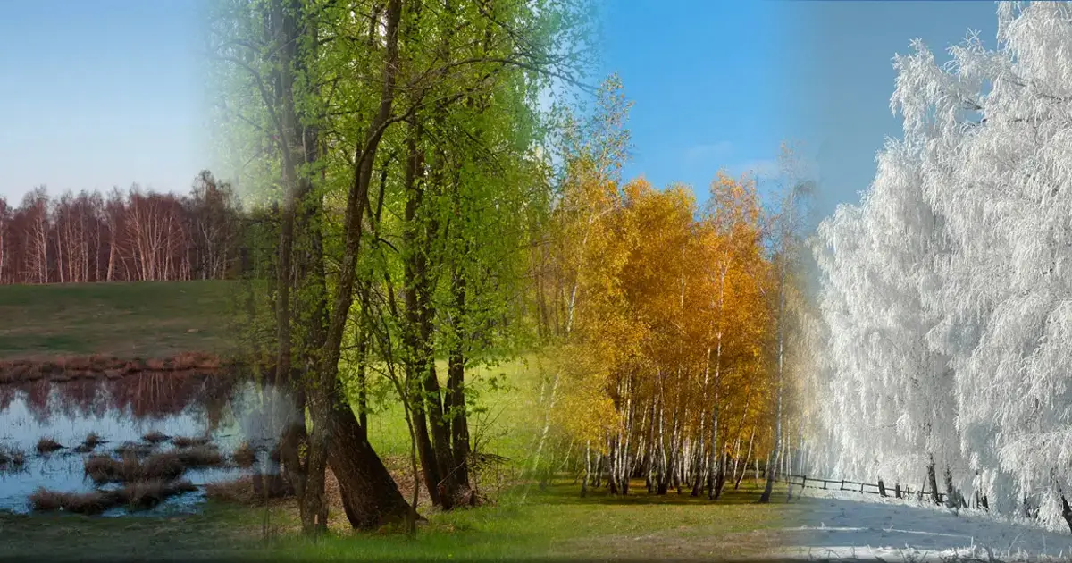 Háromszék Szaharája, a Rétyi Nyír