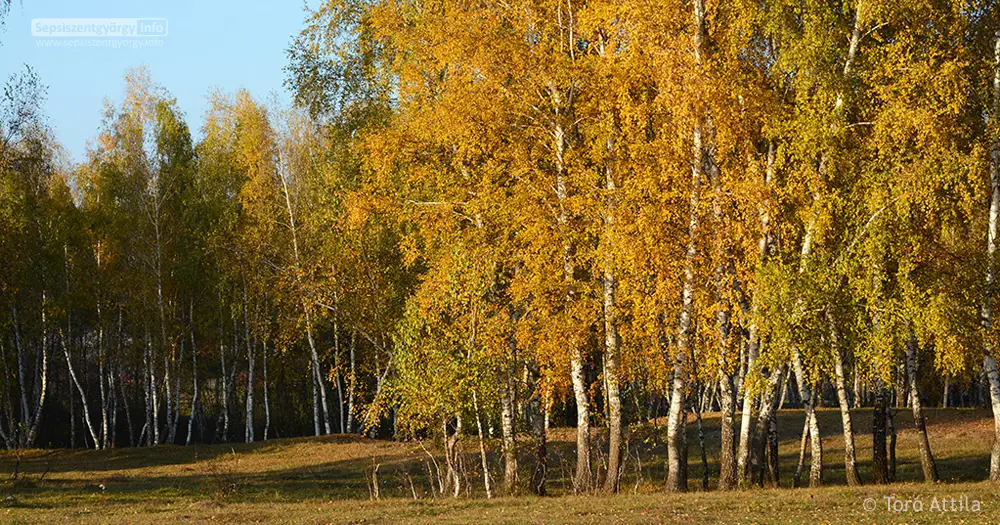 Sepsiszentgyörgy – Réty – Zágon - Zabola – Kézdivásárhely – Csernáton - Sepsiszentgyörgy - útvonal